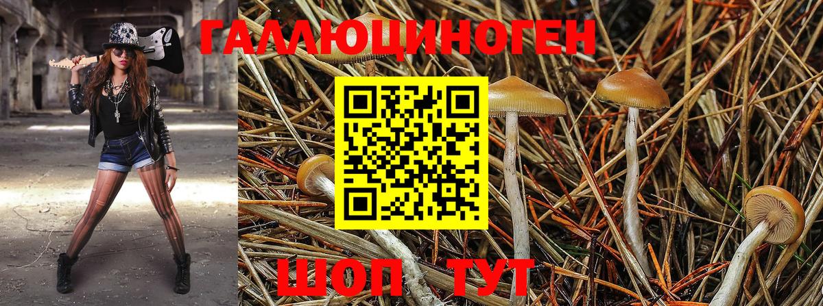 Псилоцибиновые грибы Psilocybine cubensis  Вход с VPN  Тосно 
